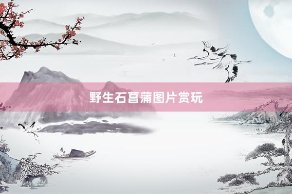 野生石菖蒲图片赏玩
